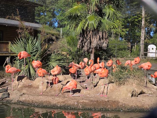 Sylvan Heights Bird Park - Image 3