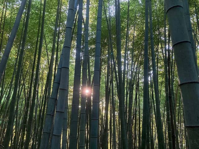 Bamboo grove - Image 1
