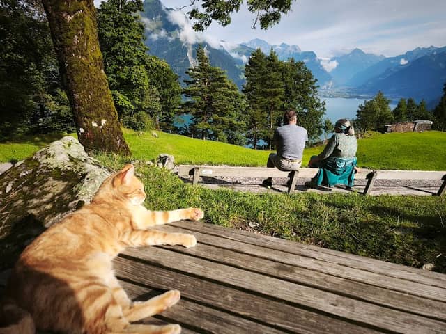 Wiege der Schweiz Fotospot Seelisberg Waldweidli - Image 3