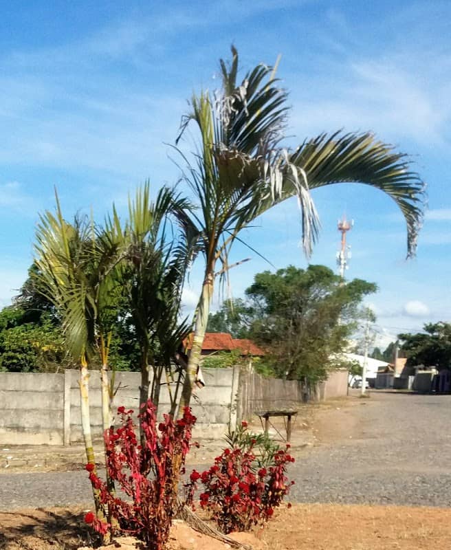 Praça Do Coco - Image 1