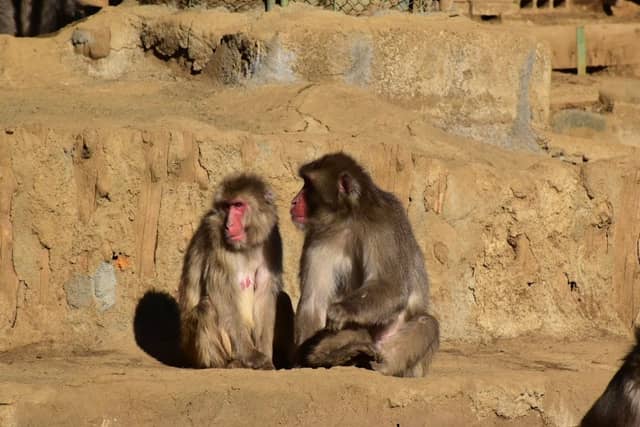 Mt Takao Monkey Park & Wildflower Garden - Image 2