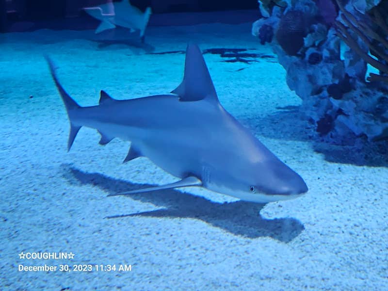 Blue Zoo Aquarium Rogers - Image 1