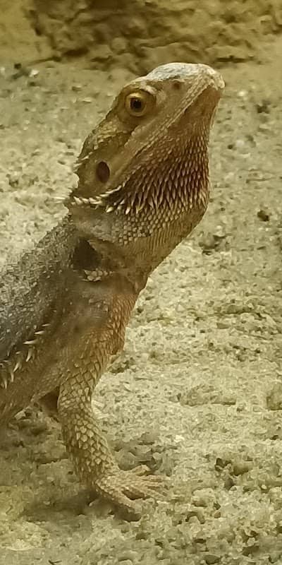 Reptilium (Reptile house in Wildpark Lüneburger Heide) - Image 1