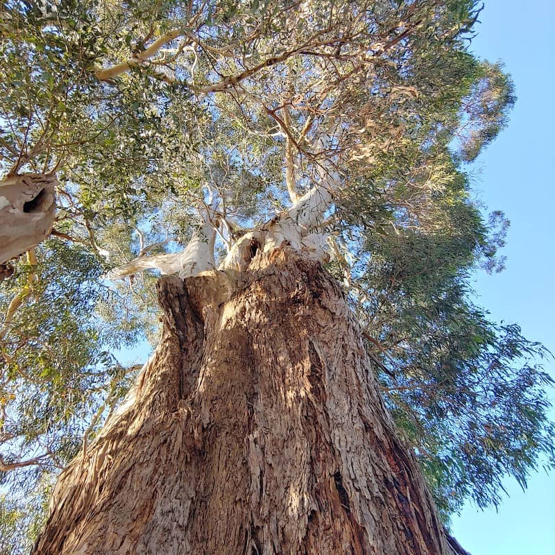The Settlement Giant Walk - Image 1