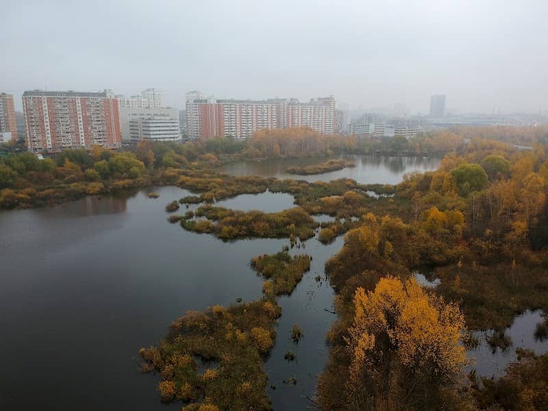 Берёзовая роща - Image 1