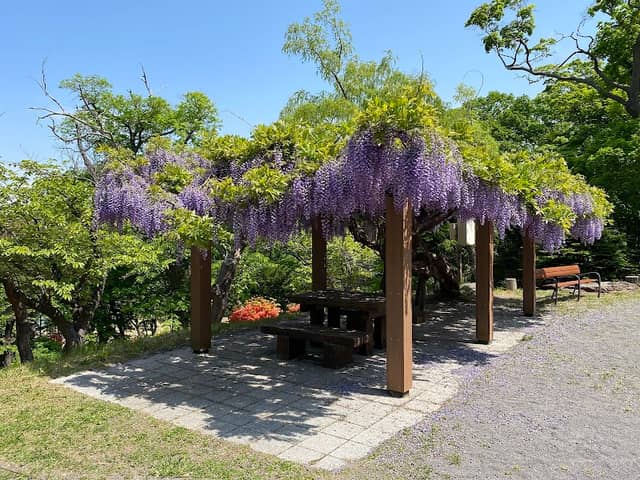 Otaru Park - Image 2
