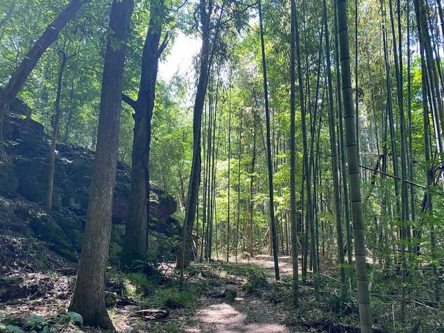 Chattahoochee Bamboo Forest - Image 2