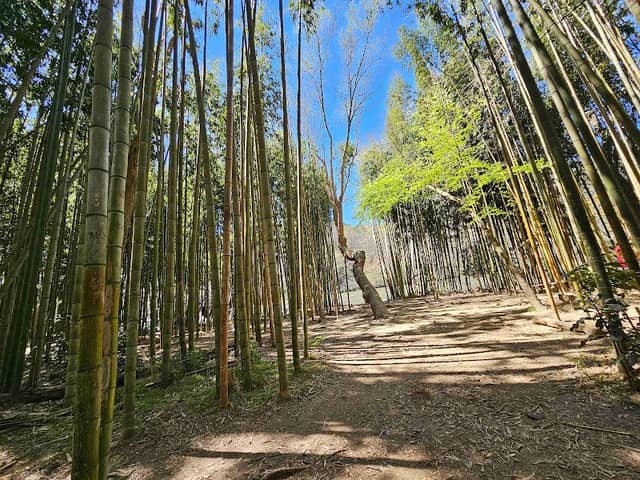 Chattahoochee Bamboo Forest - Image 1