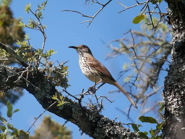 Warbler Woods Bird Sanctuary - Image 2