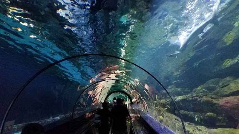 Shark Experience - Image 1