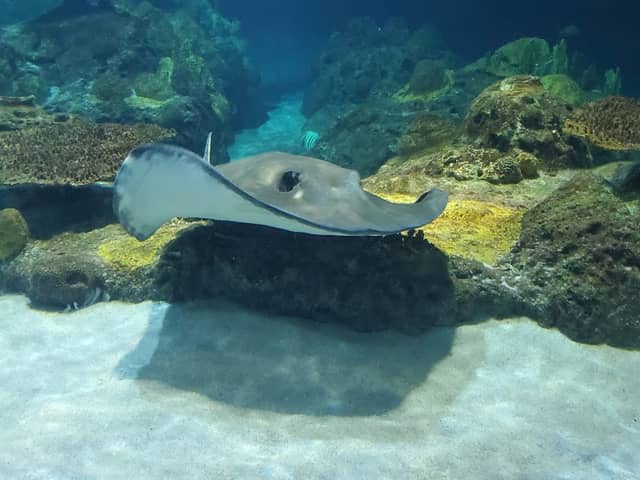 Shark Experience - Image 2