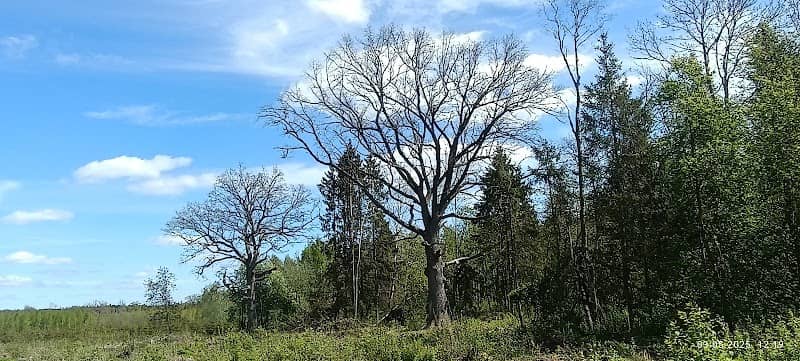Širvintų miško I ąžuolas - Image 1