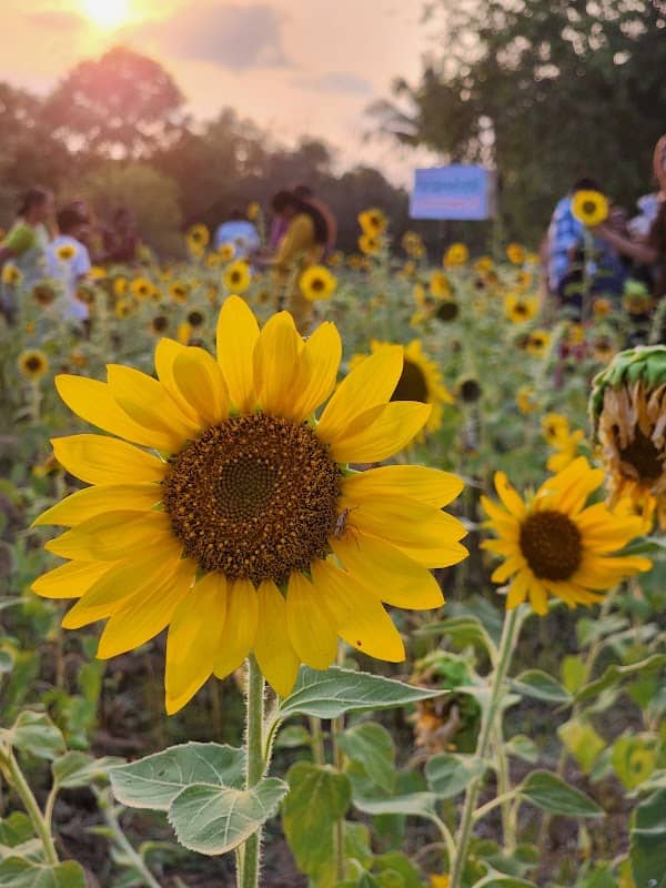 SUNFLOWER field - Image 1