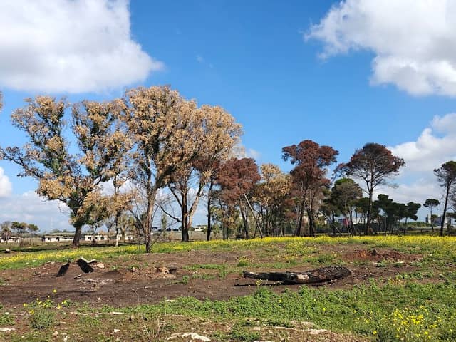 Boschetto Lu Buia - Image 1