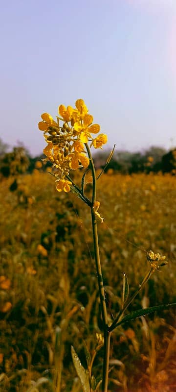 Mukundapur Dakshinpara Road - Image 2