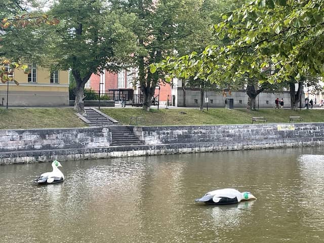 Eiders - Image 1