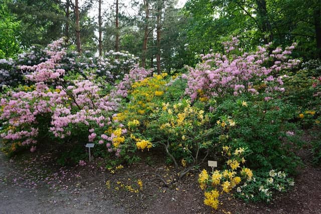 Niirala Rhododendron Park - Image 2