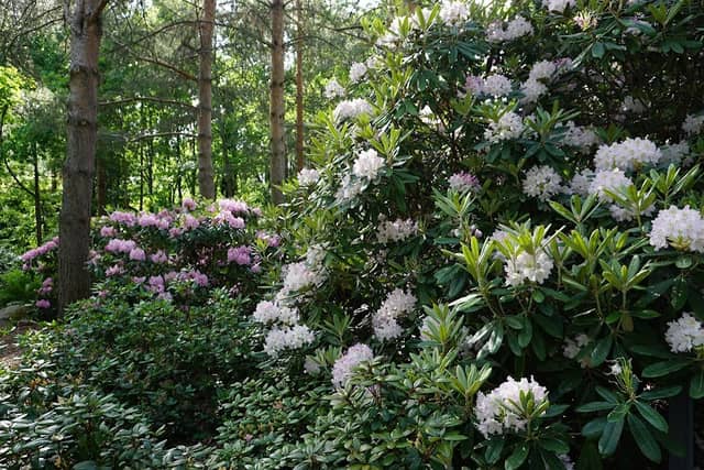 Niirala Rhododendron Park - Image 1