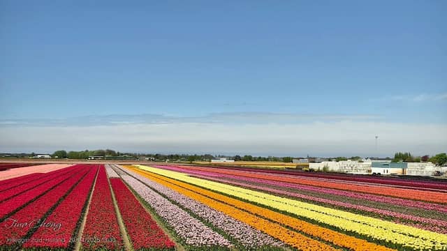 Keukenhof Windmill - Image 1