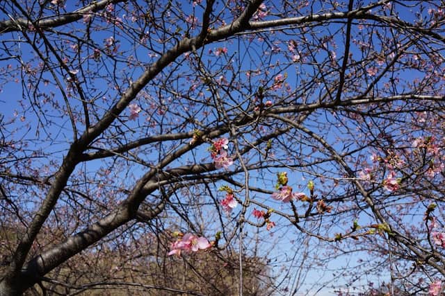石川川沿いの河津桜並木終端 - Image 1