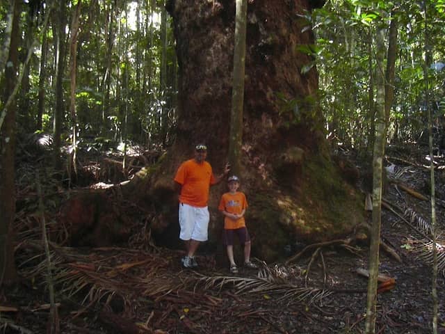 The Vincent Tree - Image 1