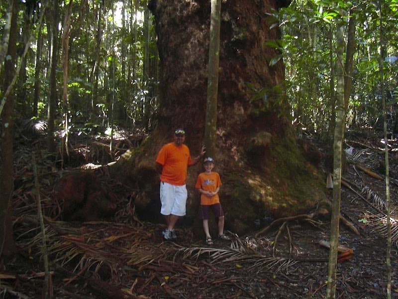 The Vincent Tree - Image 1