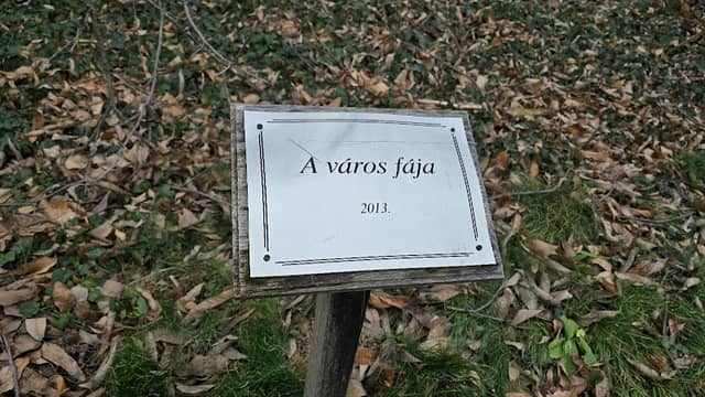 450 éves szelídgesztenye - Image 1