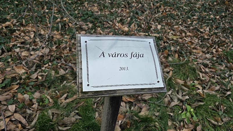 450 éves szelídgesztenye - Image 1