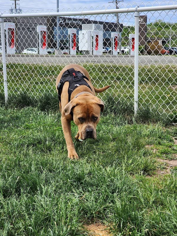 New Minas Bark Park - Image 1