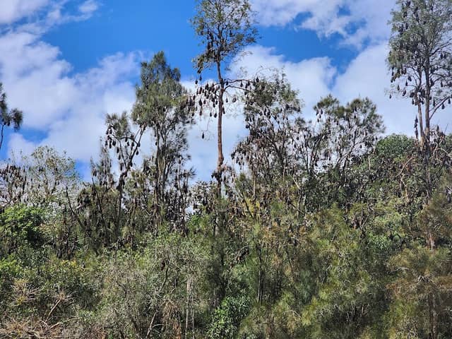 Fruit Bat Colony - Image 1