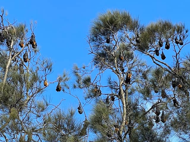 Fruit Bat Colony - Image 2