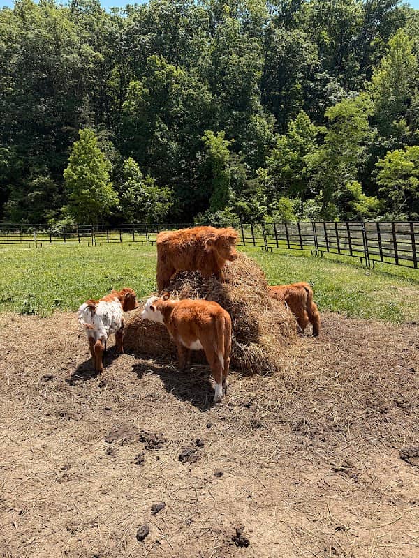 Mae Bell Farms - Image 2