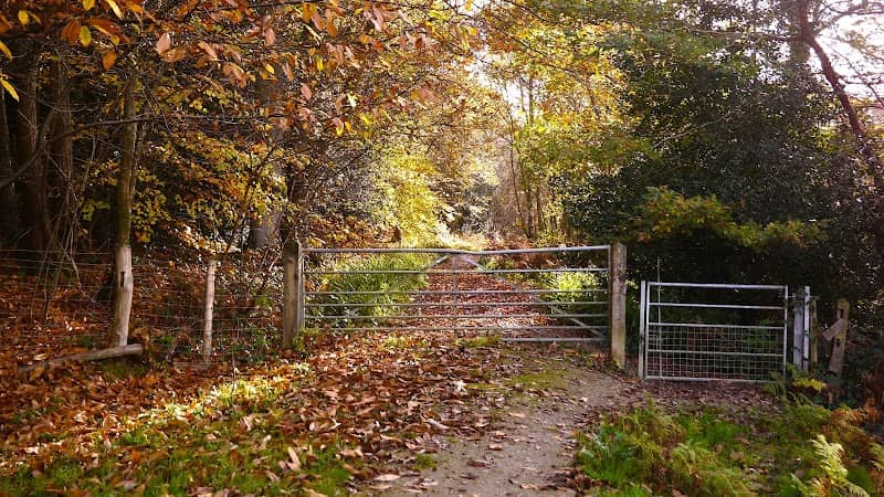 Brenchley Wood - Image 2