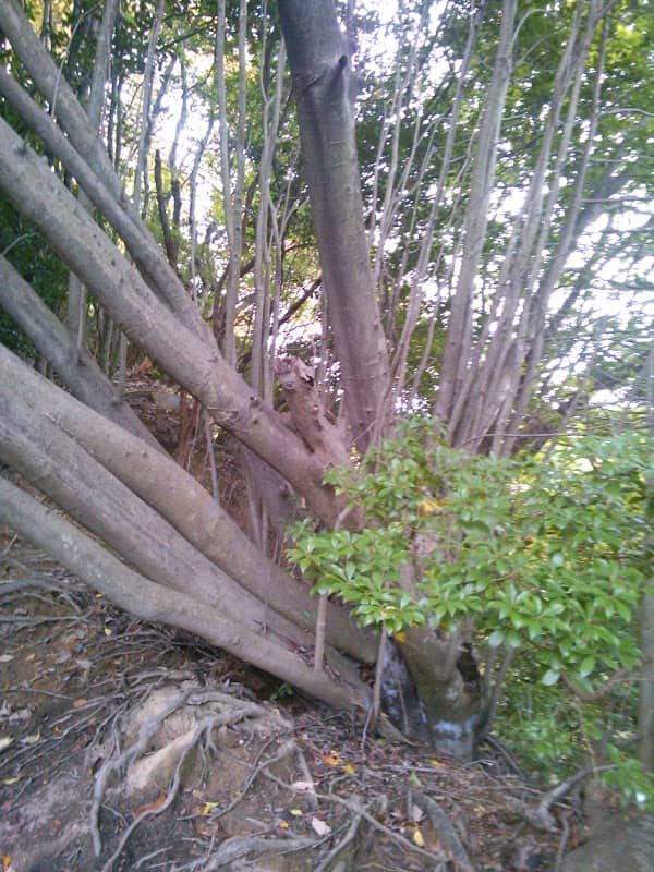 Akagodani Waterfalls - Image 2