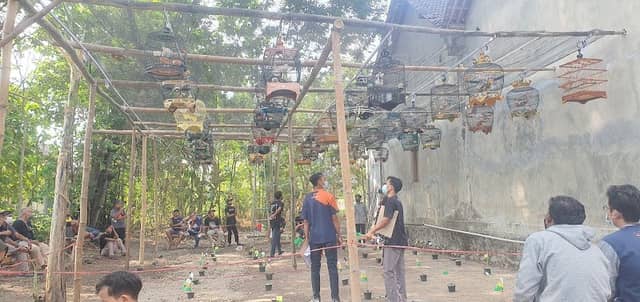 Gantangan Sor Trembesi - Image 1