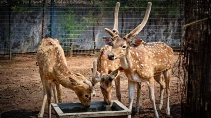 Deer Park - Image 1