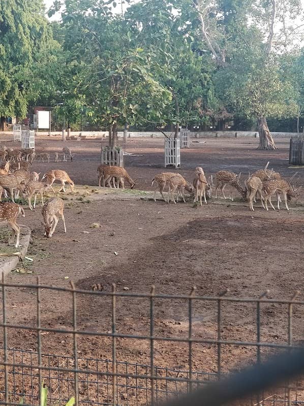Deer Park - Image 2