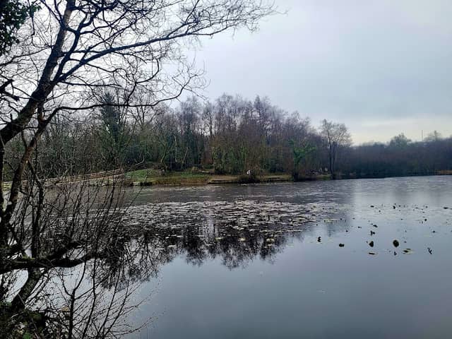 Hensol Woods - Image 1
