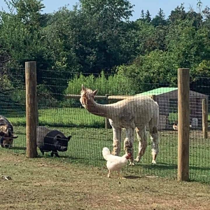 Gridley's Farm - Image 3