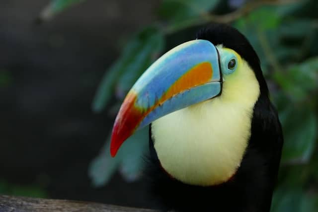 Papiliorama - Image 1