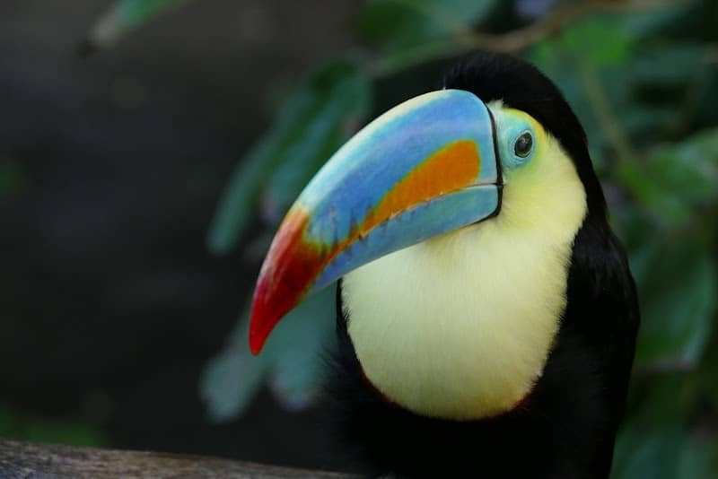 Papiliorama - Image 1