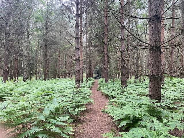 Mildenhall Woods Walk - Image 1