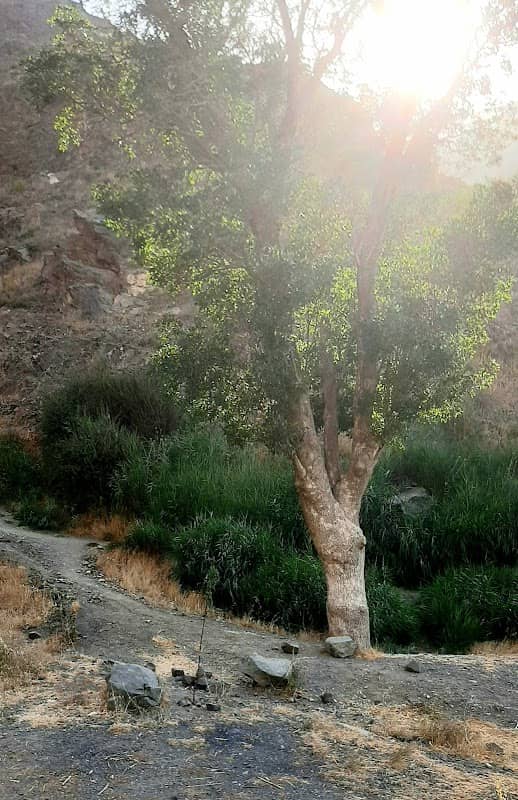 بلوط - Image 1