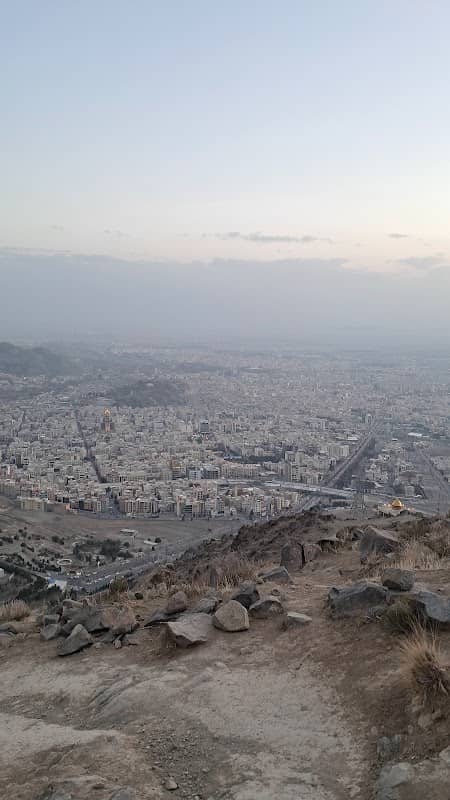 بلوط - Image 2