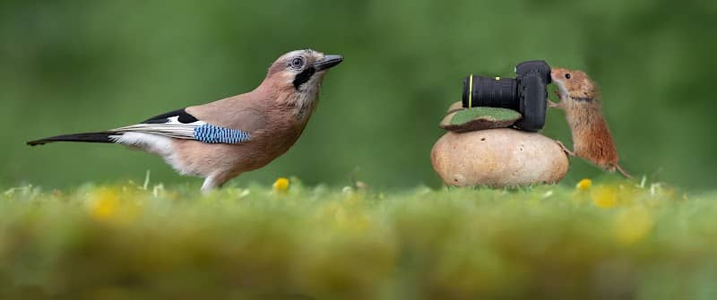 Windows on Wildlife photography hides and workshops - Image 1
