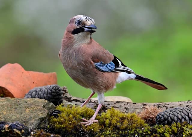 Windows on Wildlife photography hides and workshops - Image 3