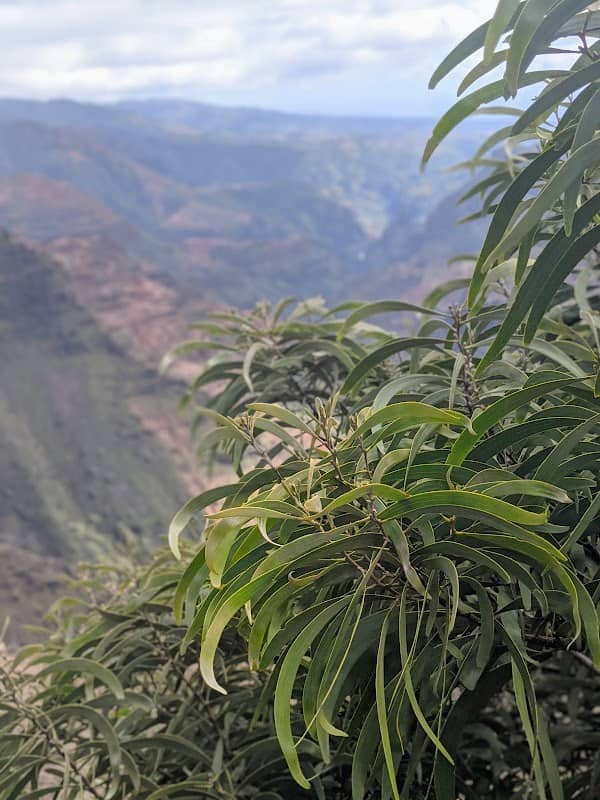 Waimea Canyon - Image 3