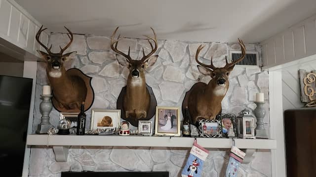 Knight's Wildlife Studio - Image 1