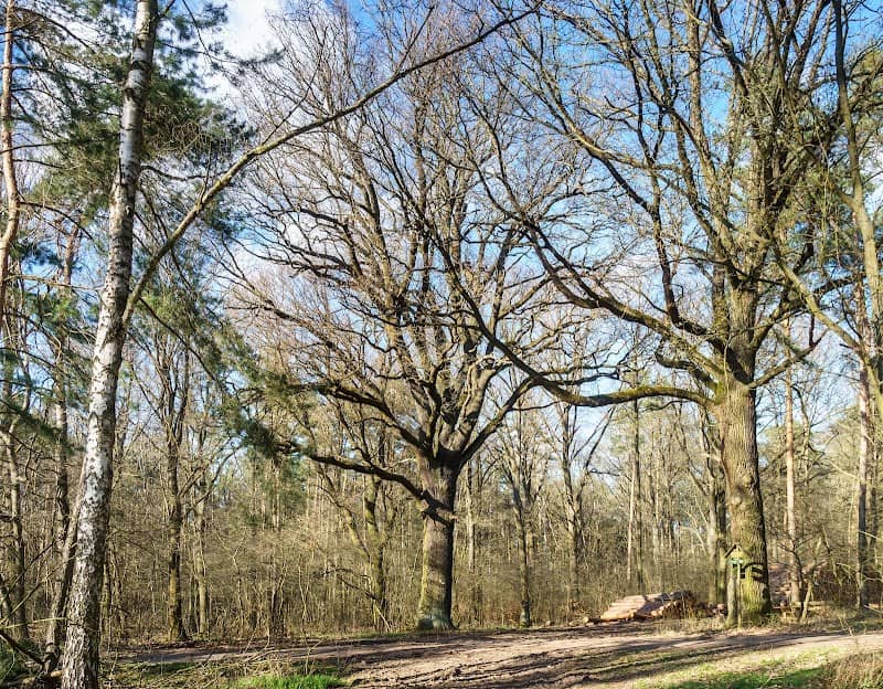 Naturdenkmal Stieleiche - Grüne Telle - Image 1