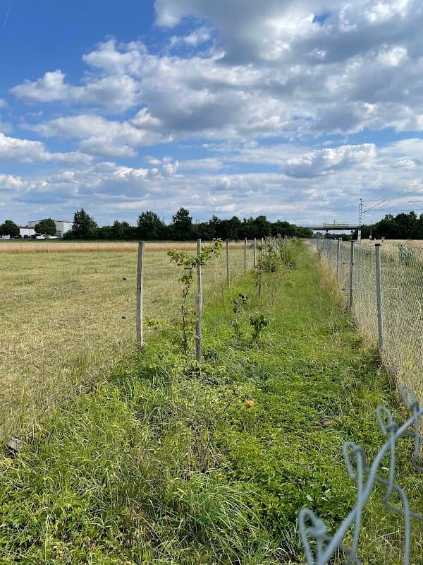 Hecke aus heimischen Sträuchern - Image 1